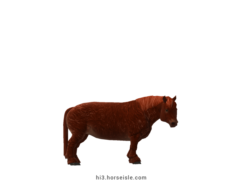Cow-pony Highland Liver Chestnut Coat
